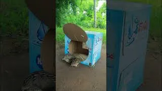 Thumbnail: Really Creative Quick Bird Trap Using Cardboard Box #short #shortvideo