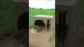 Thumbnail: Creative Quick Bird Trap From Cardboard Box - Best DIY Quail Trap