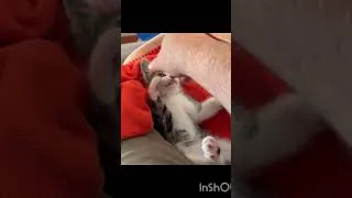 Thumbnail: #film #brucelee #cat #mma #khabib #الجزائر #jackiechan #wingchun #bjj