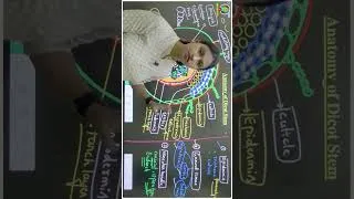 Thumbnail: Anatomy of Flowering Plants Class 11 One Shot
