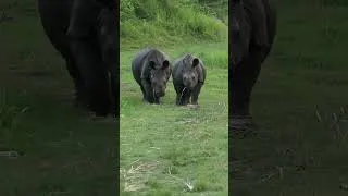 Thumbnail: We Found the Cutest Baby Rhinos 😍🇳🇵