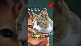 Thumbnail: DO NOT THE PALICO