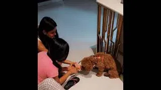 Thumbnail: || Kenzo 🐶Boy || #keerthivijender #namasthemacha #kenzo