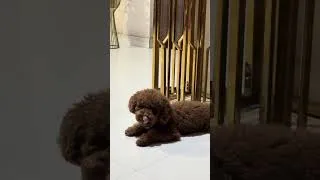 Thumbnail: Lazy Kenzo 🐶 #keerthivijender #namasthemacha #love #kenzo 🧿