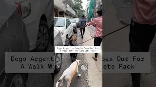 Thumbnail: Dogo ARGENTINO Baddie & Rottweiler Bubzee Goes For First Walk Together #shorts #dogs #youtubeshorts