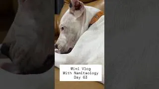 Thumbnail: Mini Vlog 63: Baddie Dogo Argentino Destroyed Jeh’s Handmade Flag Big Fight #shorts #dogs #trending