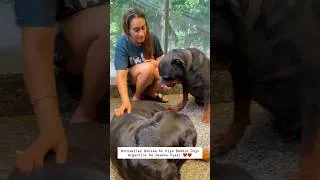 Thumbnail: Rottweiler Bubzee Ko Kiya Baddie Se Zyada Pyaar #shorts #dogs #youtubeshorts #namitaology #trending