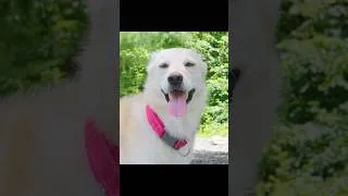 Thumbnail: Cooking, Resting, and Camping with My Dog in the Summer Forest | ASMR
