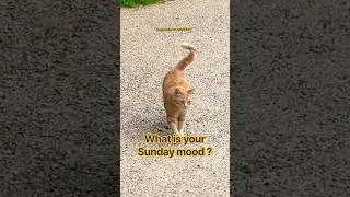 Thumbnail: #cat#bird#cutecatshorts#switzerland#relax#funnyanimals#funny#namse_travel#cutecat#catfun#funnycat#oh