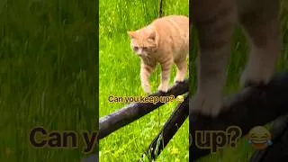 Thumbnail: #cat#bird#cutecatshorts#switzerland#relax#funnyanimals#funny#namse_travel#cutecat#catfun#funnycat#oh