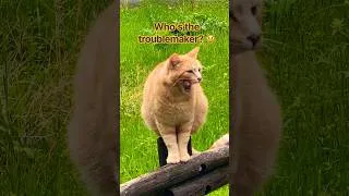 Thumbnail: #cat#bird#cutecatshorts#switzerland#relax#funnyanimals#funny#namse_travel#cutecat#catfun#funnycat#oh