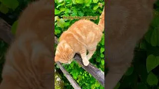 Thumbnail: #cat#bird#cutecatshorts#switzerland#relax#funnyanimals#funny#namse_travel#cutecat#catfun#funnycat#oh