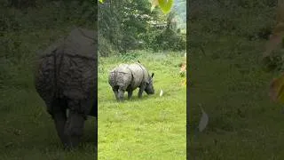 Thumbnail: Nepal’s famous One horn Rhino!🦏🇳🇵