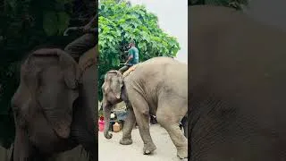 Thumbnail: 📍Sauraha, Chitwan National Park | Watch full video on my youtube channel |