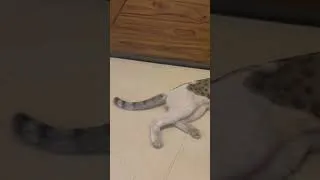 Thumbnail: Tail dance #catstory #cat #catvideos #shorts #viral