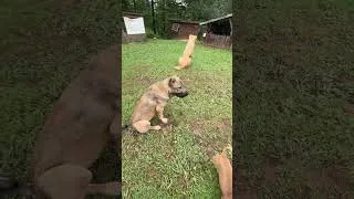 Thumbnail: Dogs letting the rabbits free range #narrowayhomestead #offgrid #freerange #rabbit #dog #leaveit