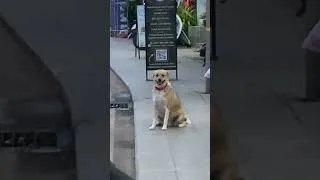 Thumbnail: Is she smiling at me 😇​ #dog #pets #petlover