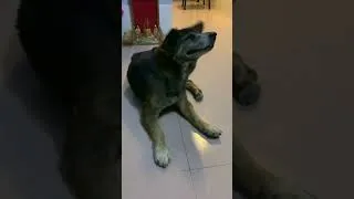 Thumbnail: The security guard is staying in the room with his boss #dog #pets # #petshouse #doglife