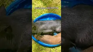 Thumbnail: Feral Pigs in pool, Pahoa  Big Island Hawaii