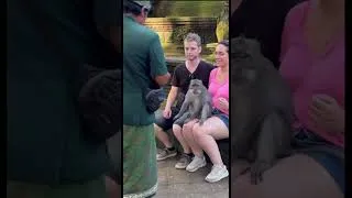 Thumbnail: How to get a monkey selfie at Monkey Forest in Ubud, Bali 🇮🇩🙈 #monkeyselfie #monkeyforest #ubud