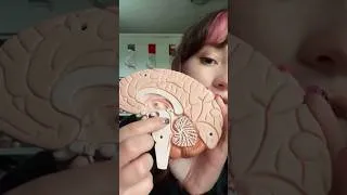 Thumbnail: short brain anatomy ASMR from my tiktok 🧠💡