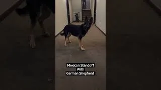 Thumbnail: Mexican Standoff with German Shepherd Puppy 😂