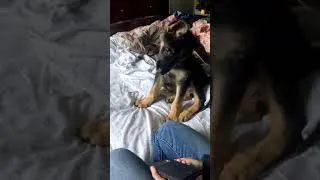 Thumbnail: German Shepherd Puppy's First Howl
