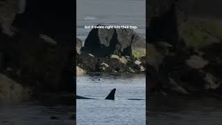 Thumbnail: Forget cat and mouse, this is a game of orca vs harbor seal 😳 #InsideTheEnchantedWaterways