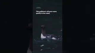 Thumbnail: Brave little guillemot 🐧  #InsideTheEnchantedWaters