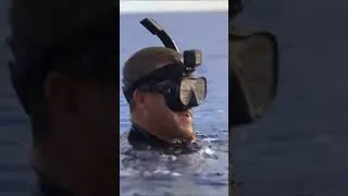 Thumbnail: Putting a camera on a shark (by hand)?! 😱 | World's Biggest Tiger Shark