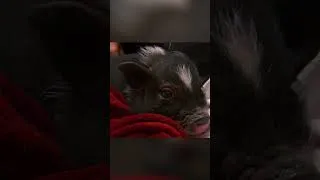Thumbnail: Pig Pets Get HOW Big?! | Wild Pets at the Vet | Nat Geo Kids