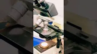 Thumbnail: 1. “Live microscopic view of semen sample 🔬”#microscope #youtubeshorts #science #pathology #sperm