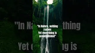 Thumbnail: Forest Inspiration #shorts #facts #quotes #nature #reels