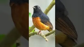 Thumbnail: Piano and Birds - A Tranquil Symphony for Your Soul