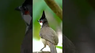 Thumbnail: Serene Birds Chirping with Soft Piano #birds #pianomusic #shorts