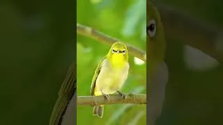 Thumbnail: Relaxing Birdsong & Piano #birds #pianomusic #shorts