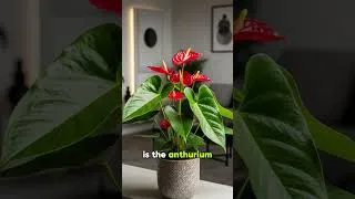 Thumbnail: 5 Indoor Flowering Plants That Bloom Beautifully in Your Living Room! 🌺 #houseplants #garden