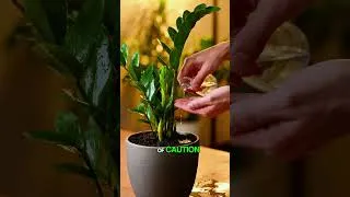Thumbnail: Low light No problem 🌱 These plants still thrive  #plants  #houseplants
