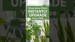 Thumbnail: These indoor plants instantly upgrade your vibe  #plants #houseplants