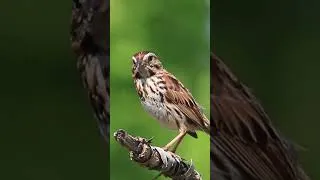 Thumbnail: Song Sparrow #wildlife #birdingparadise #birds