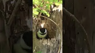 Thumbnail: Cavity of Chickadees