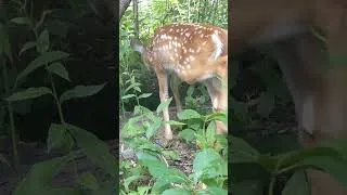 Thumbnail: Fawn Weedeating the Woodchuck Hole