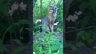 Thumbnail: Gray Fox on Top of  a Woodchuck Hole