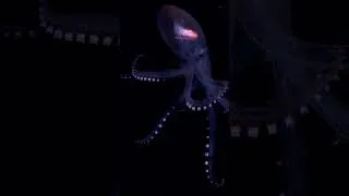 Thumbnail: The Glass Octopus #oceanmysteries