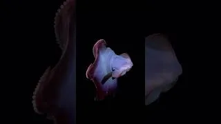 Thumbnail: The Ghostly Dumbo Octopus #deepsea