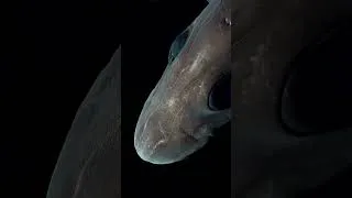 Thumbnail: The Mysterious Deep Sea Ghost Shark #deepsea