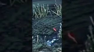 Thumbnail: Asphalt Seeps in the Deep Sea #shorts