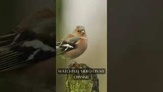 Thumbnail: ☀️ Peaceful Morning Birdsong in Forest Nature – Chaffinch & Willow Warbler #shorts