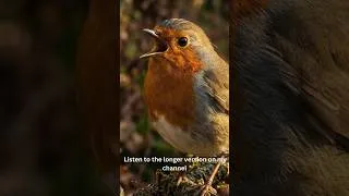 Thumbnail: 🌙 Sleep in Minutes – Relaxing Bird Sounds Robin & Nightingale
