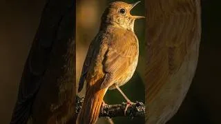 Thumbnail: 😴 Can’t Sleep – Silent Woodland Night Ambience - Blackbird, Nightingale